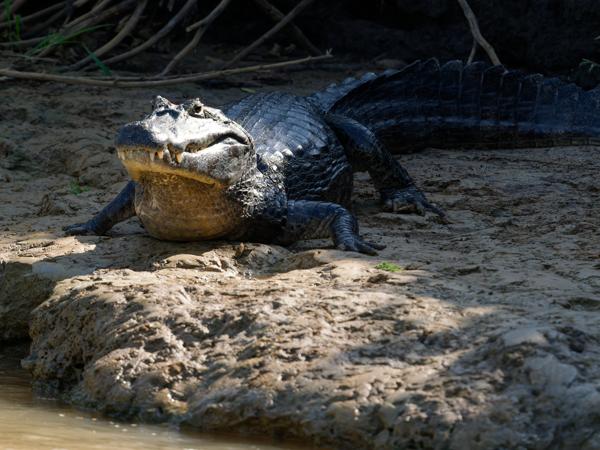 Yacarekaaiman (Caiman yacare)